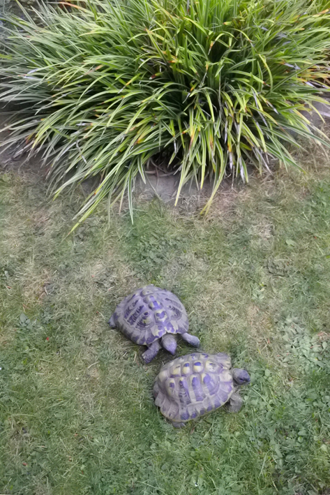 Yogaraum Köln-Sülz, Schildkröten im Garten bringen gutes Feng Shui